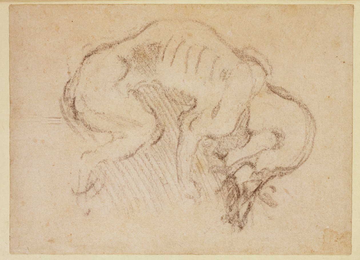 Estudo de um cachorro (carvão sobre papel) (reto) de Michelangelo Buonarroti