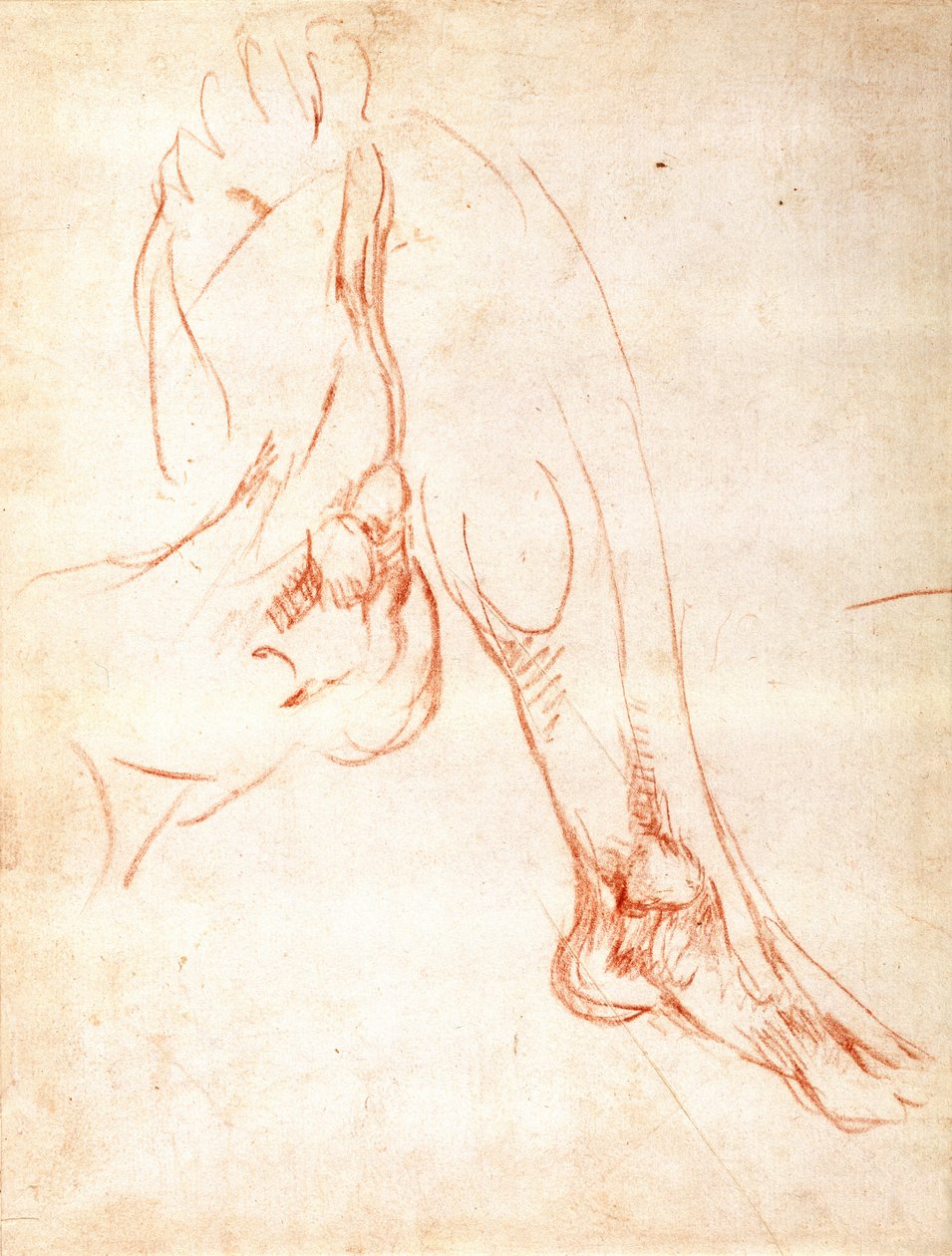 Estudo de uma perna e pé (giz vermelho sobre papel) (reto) de Michelangelo Buonarroti
