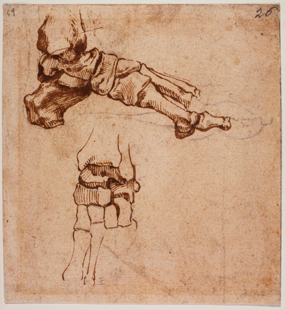 Estudo anatómico do pé de Michelangelo (after) Buonarroti