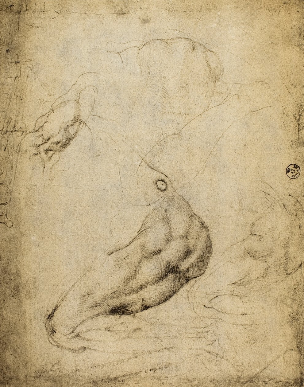 Estudo anatômico: desenho de Michelangelo preservado na Sala de Desenhos e Impressos, Galeria Uffizi, Florença. de Michelangelo Buonarroti