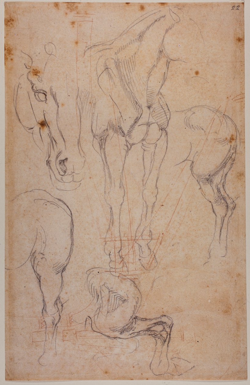 Estudos anatómicos de um cavalo de Michelangelo Buonarroti