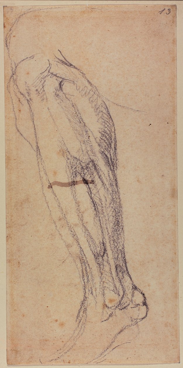 Estudo da perna de Michelangelo Buonarroti