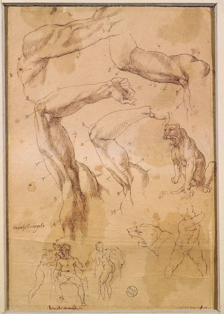 Ms H 184 fol.202 Estudos de braços levantados, um gato selvagem e um grupo de figuras de Michelangelo Buonarroti