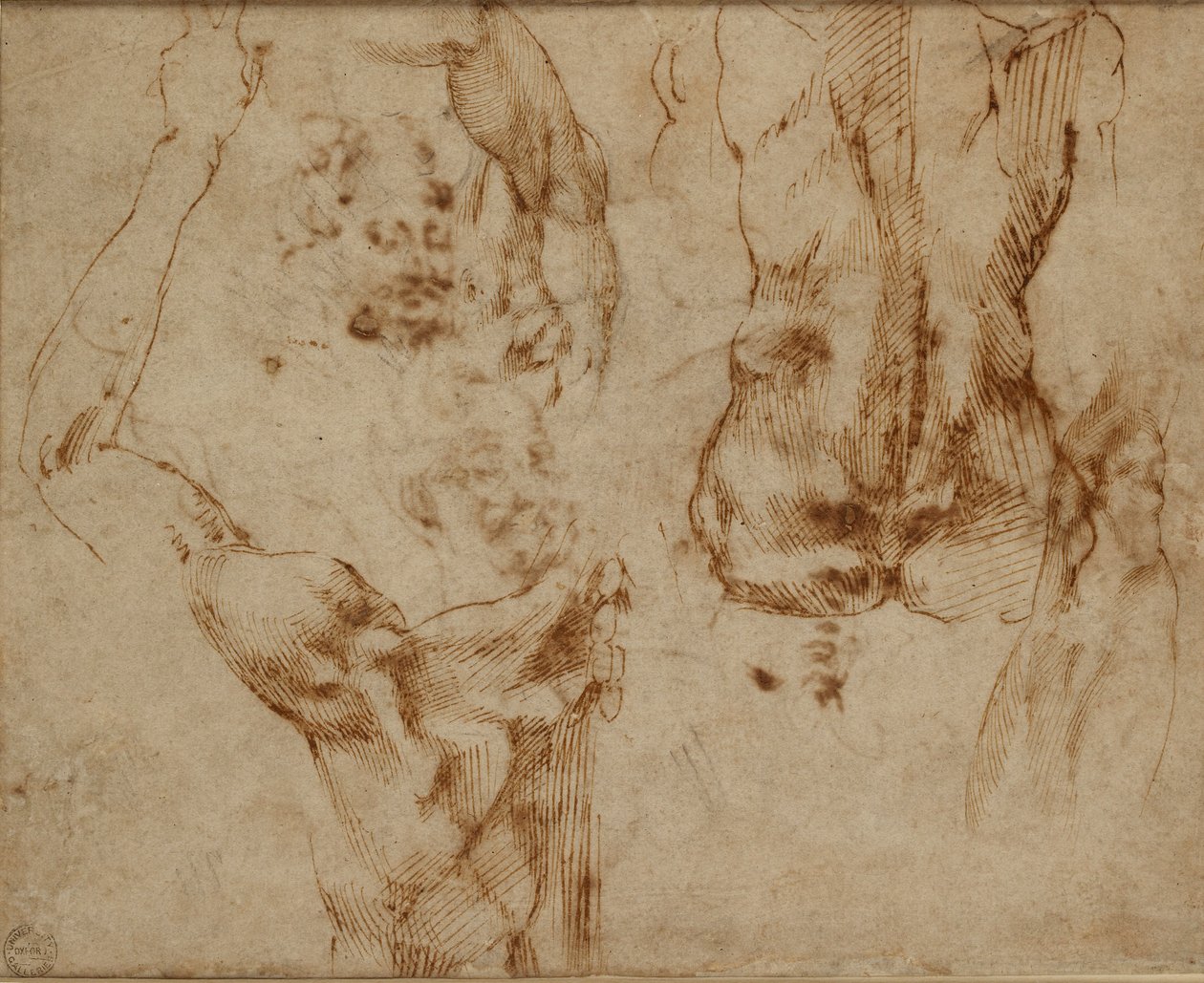 Estudos de nus, c1490-1560 de Michelangelo Buonarroti