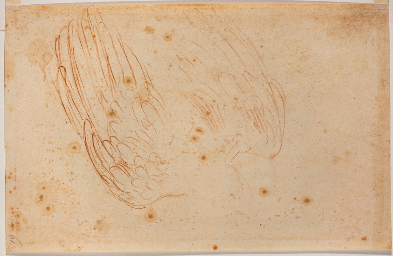 Esboço de uma águia de Michelangelo Buonarroti