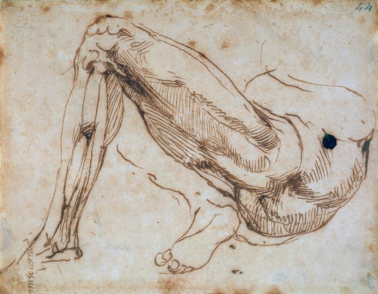 Estudo de uma perna de Michelangelo Buonarroti