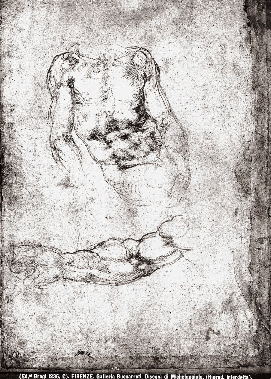 Estudo de um tronco e um braço masculinos de Michelangelo Buonarroti