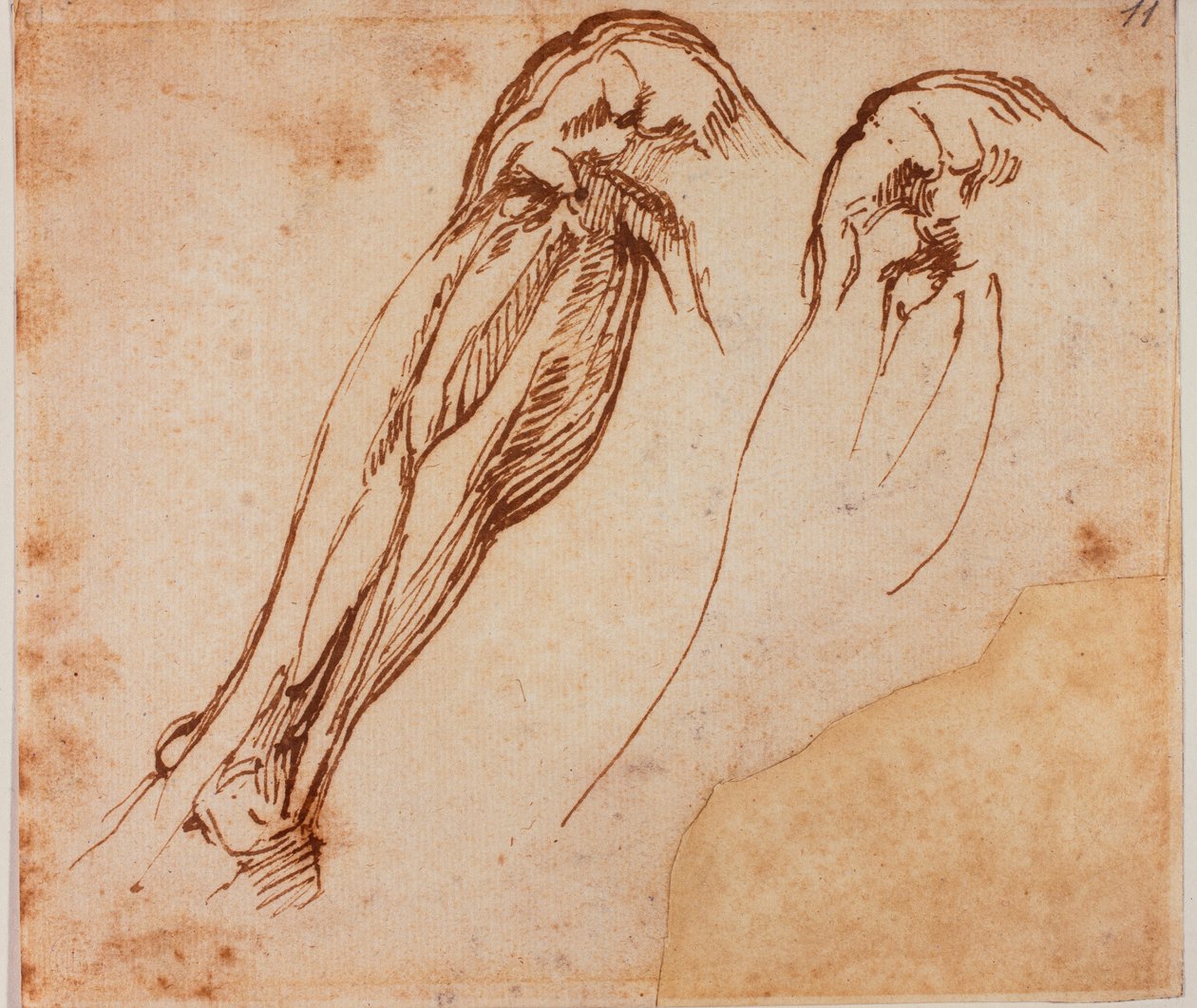 Estudos de duas pernas de Michelangelo Buonarroti