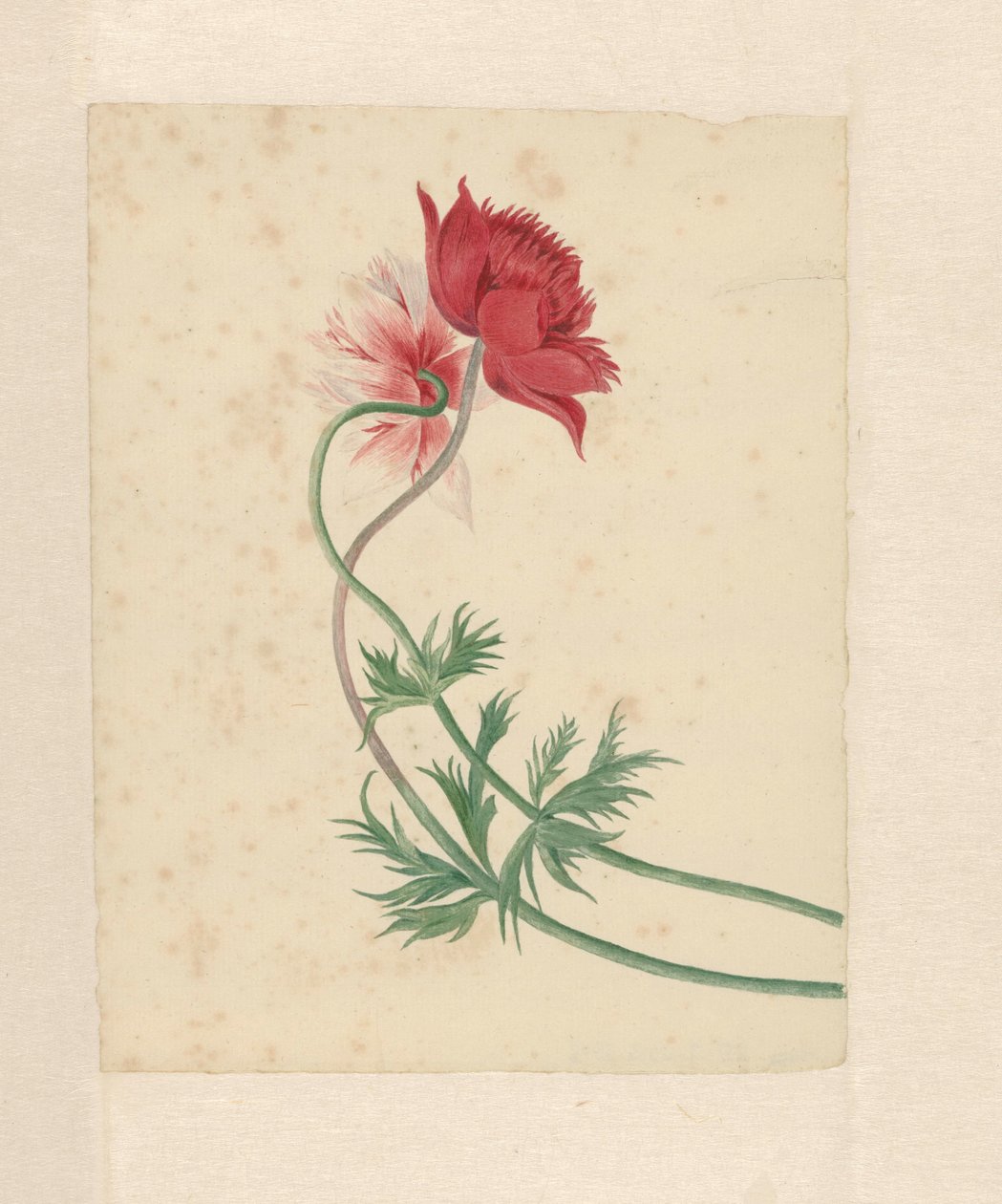 Dois ramos cada um com uma flor de Michiel Van Huysum
