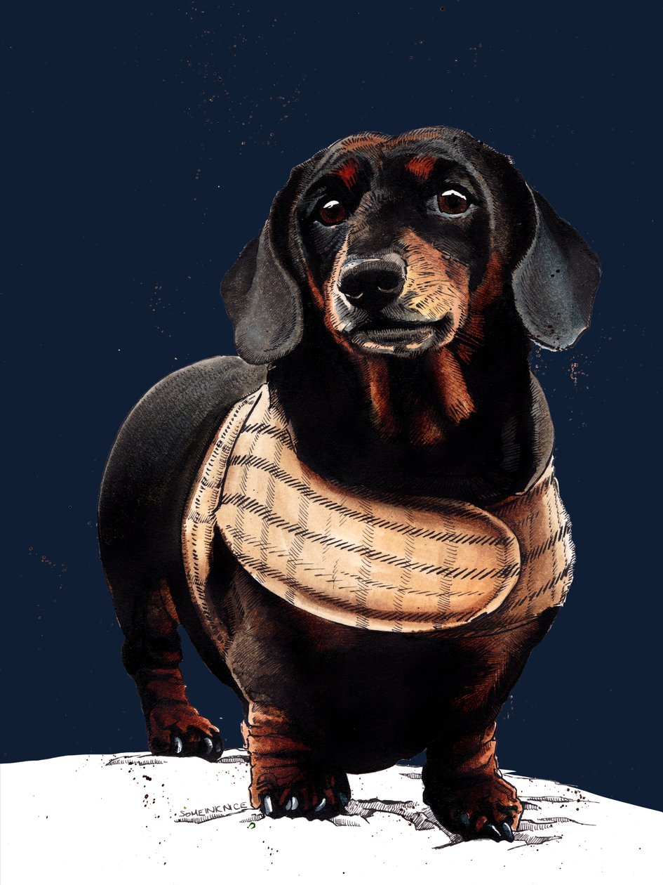 Arthur The Dachshund em Midnight Blue, 2020 de Mike Davis