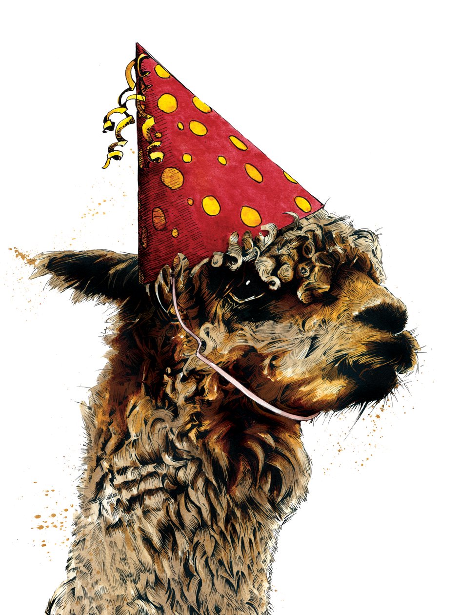 Aniversário Alpaca em Branco, 2020 de Mike Davis