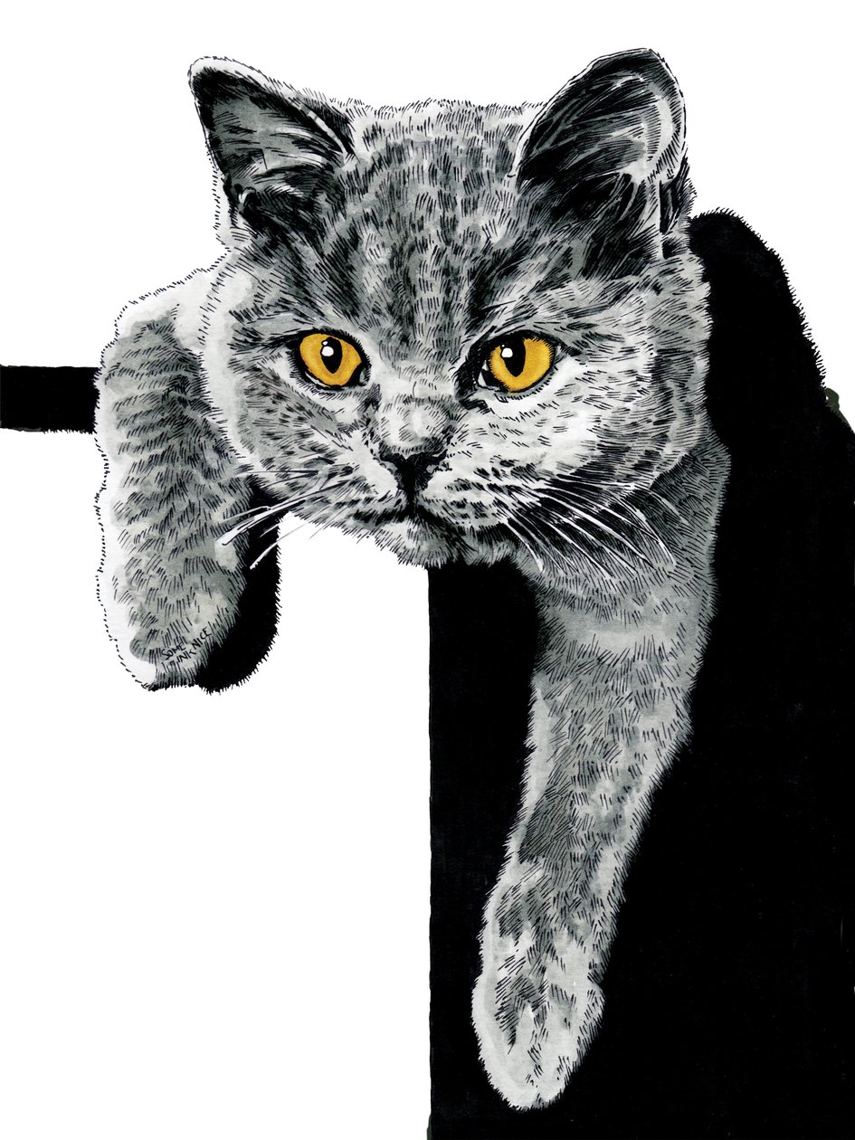 Flora The Kitten on White, 2019 de Mike Davis