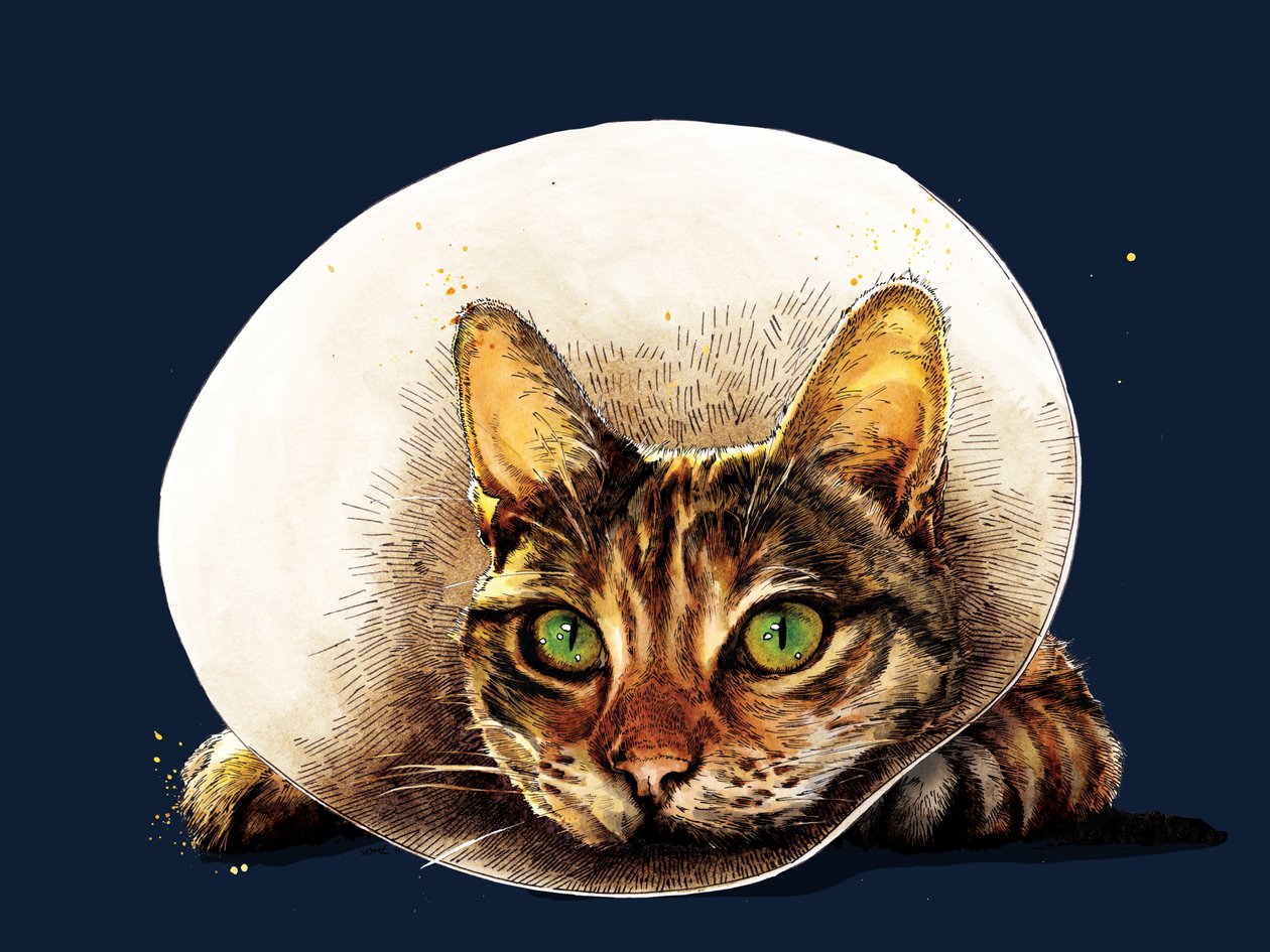Get Well Cat on Midnight Blue, 2020 de Mike Davis