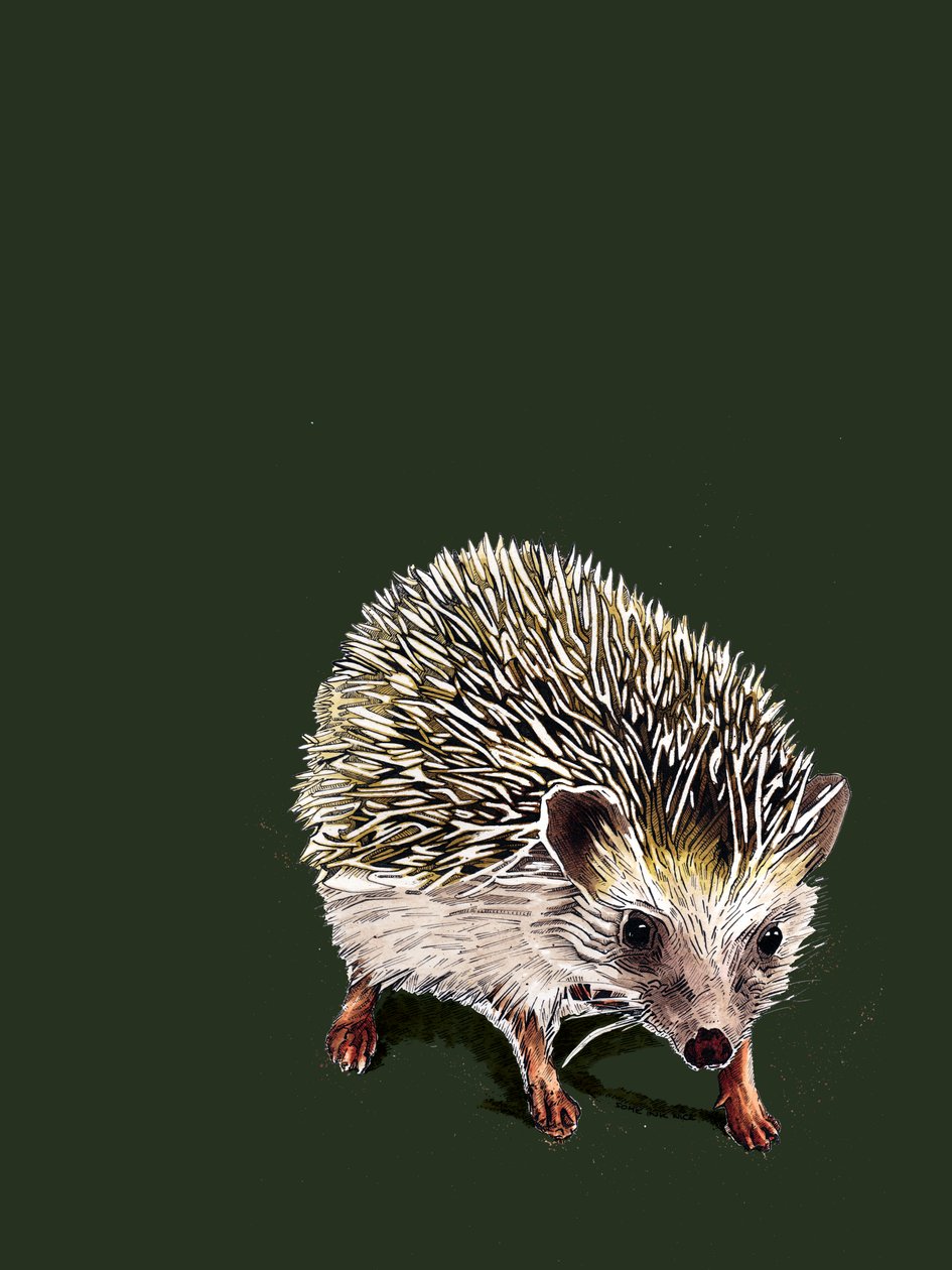 Kimchi The Hedgehog on Forest Green, 2020 de Mike Davis
