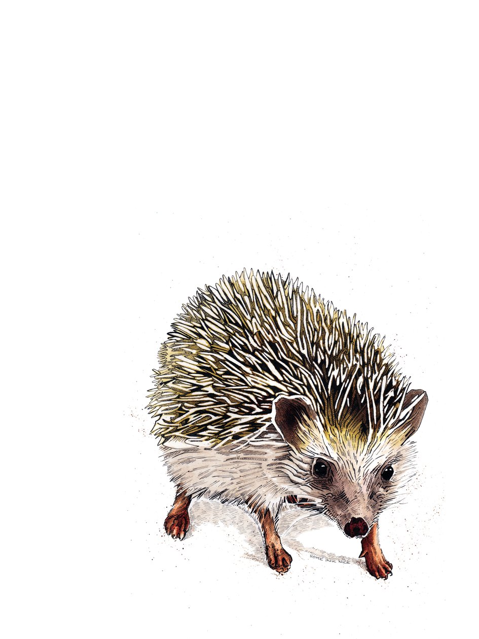 Kimchi The Hedgehog on White, 2019 de Mike Davis