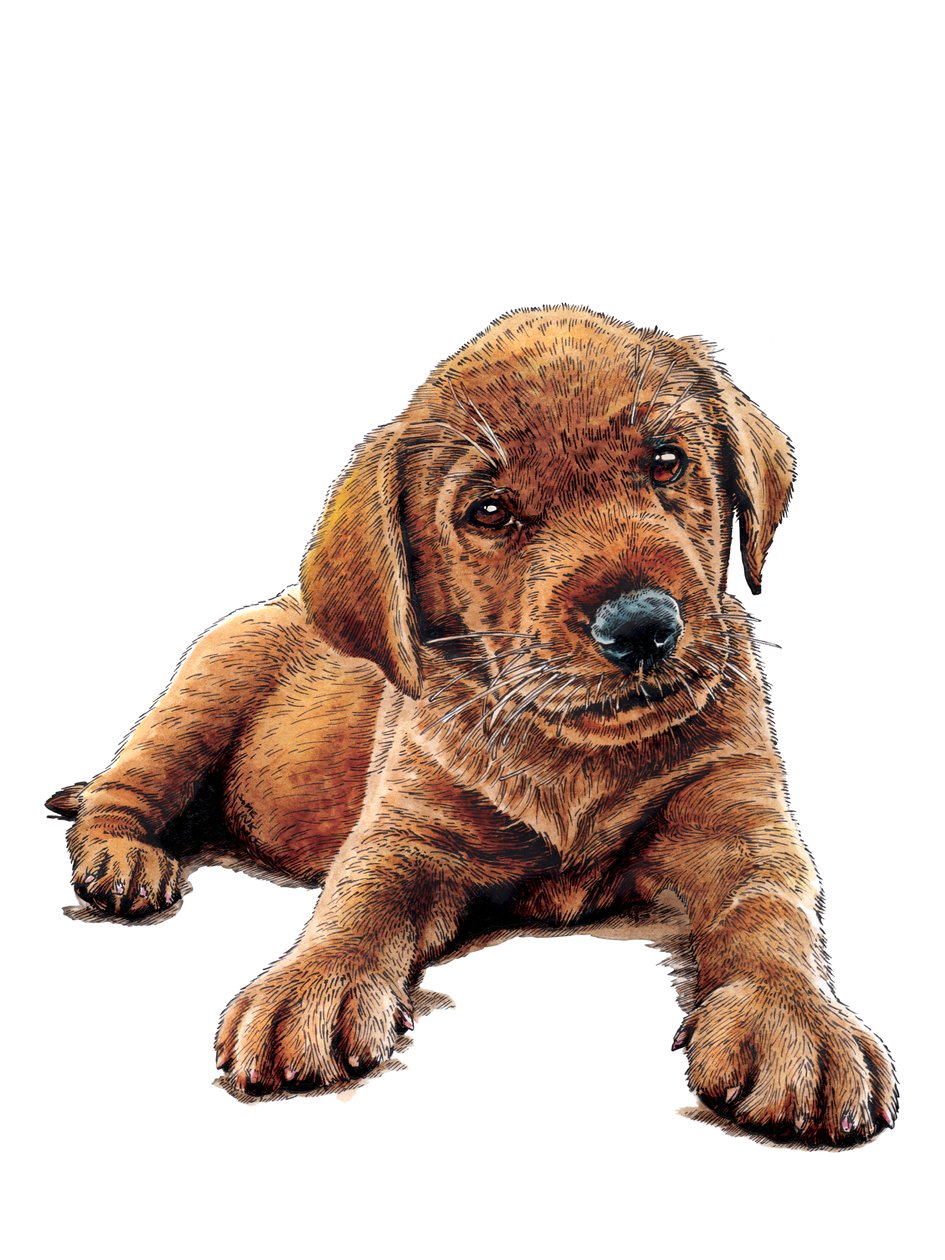 Marge The Puppy on White, 2021 de Mike Davis