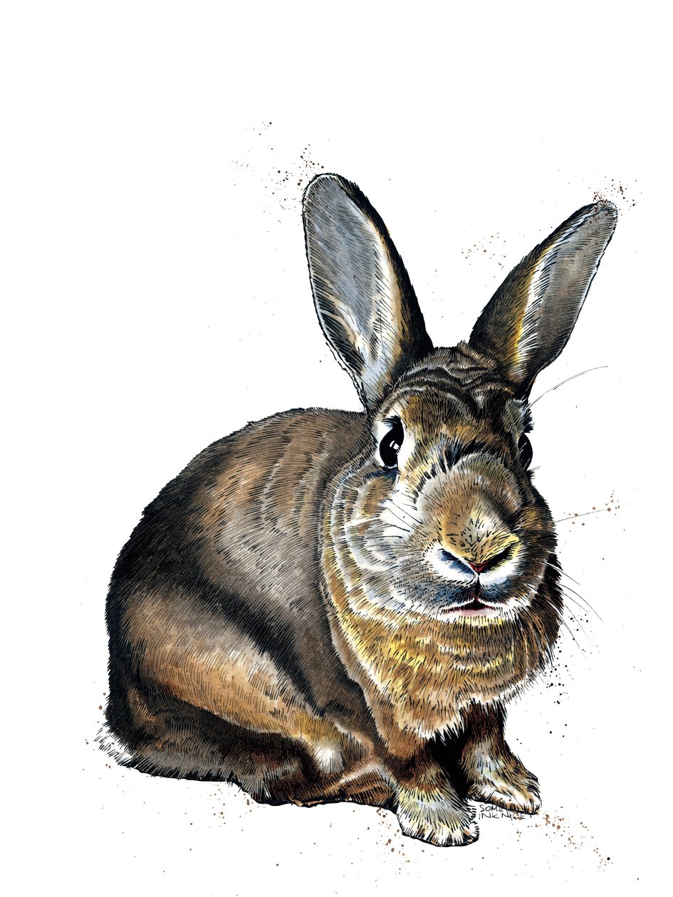 Meg The Bunny on White, 2019 de Mike Davis