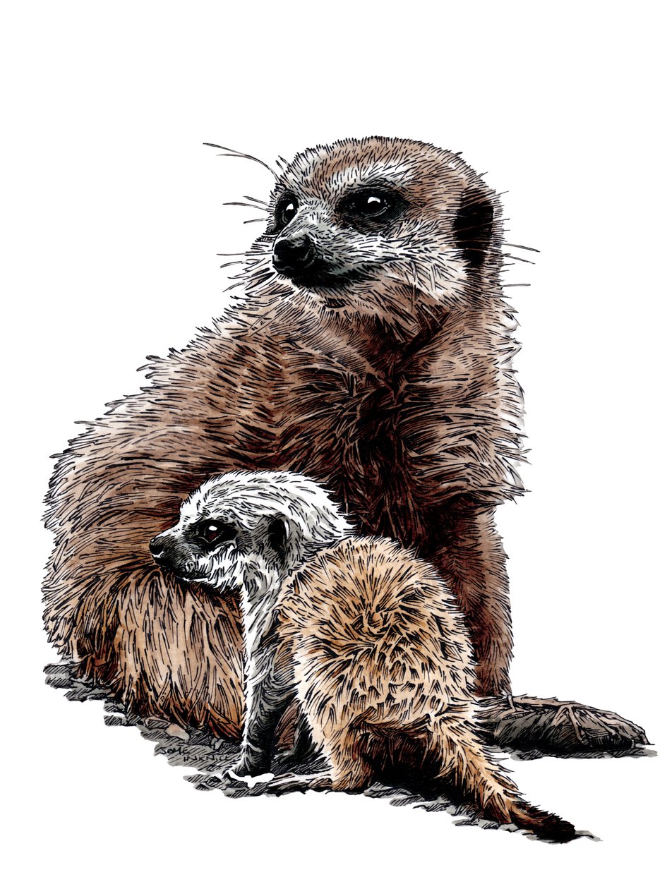 Novos Baby Meerkats no White, 2020 de Mike Davis