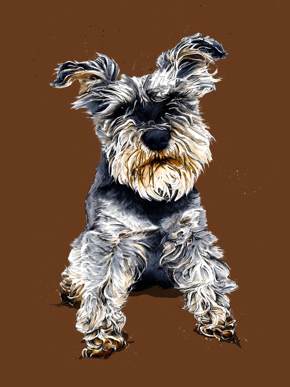Ollie The Schnauzer em Laranja Queimada, 2020 de Mike Davis