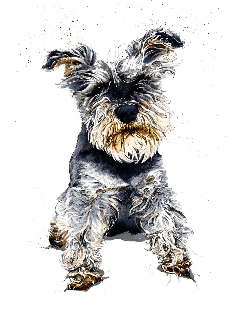 Ollie The Schnauzer sobre Branco, 2019 de Mike Davis