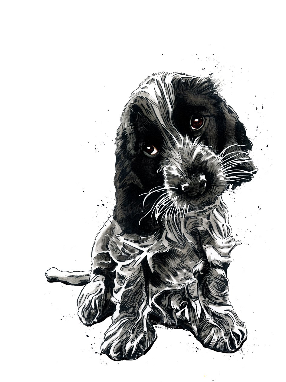 Rosie The Cocker Spaniel on White, 2019 de Mike Davis