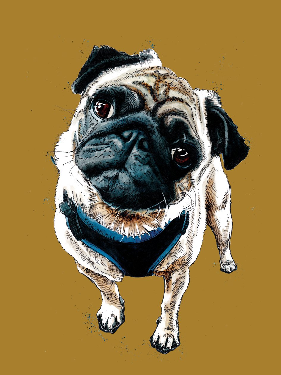 Teddy The Pug on Golden Yellow, 2020 de Mike Davis