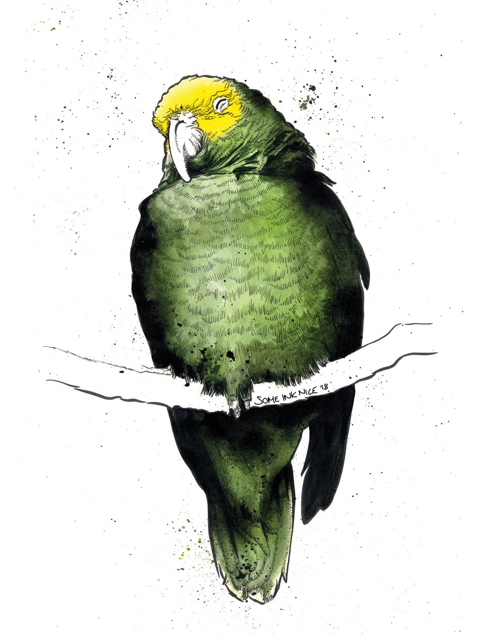 O papagaio da Amazônia em branco, 2020 de Mike Davis