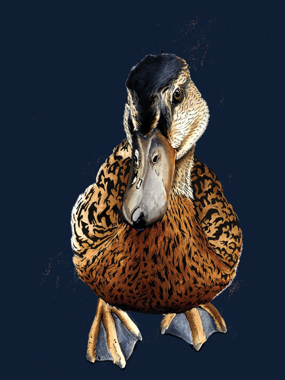 O pato no azul da meia-noite, 2020 de Mike Davis