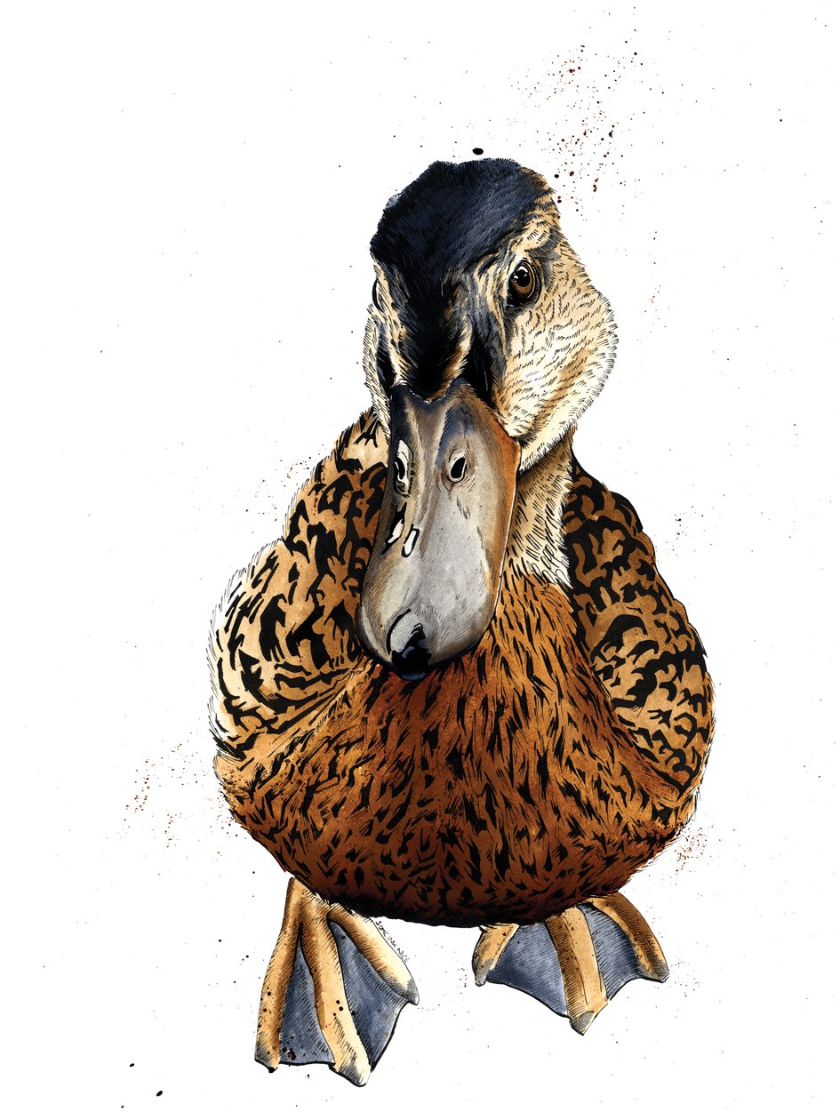 O Pato sobre Branco, 2019 de Mike Davis