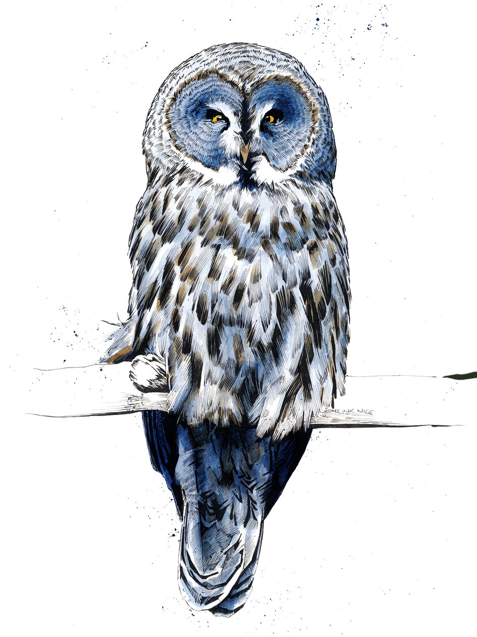 A Grande Coruja Cinzenta em Branco, 2019 de Mike Davis