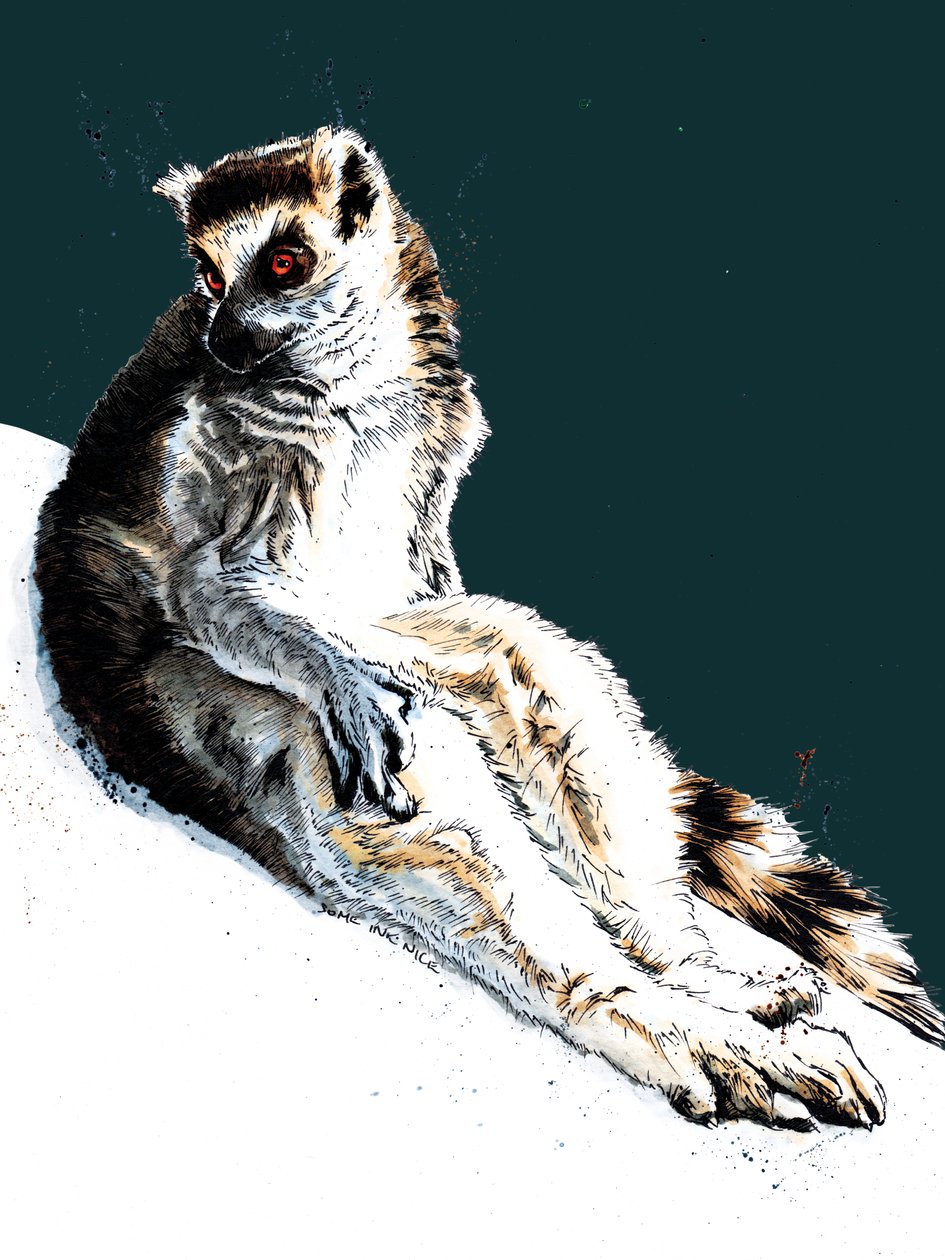 O Lemur preguiçoso no Midnight Blue, 2020 de Mike Davis