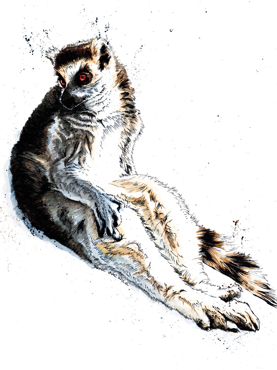 O Lemur Preguiçoso em Branco, 2020 de Mike Davis