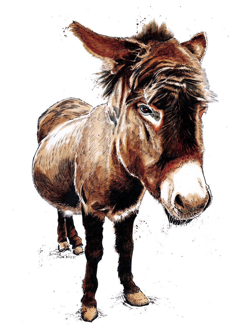 O Burro Pequeno sobre Branco, 2020 de Mike Davis