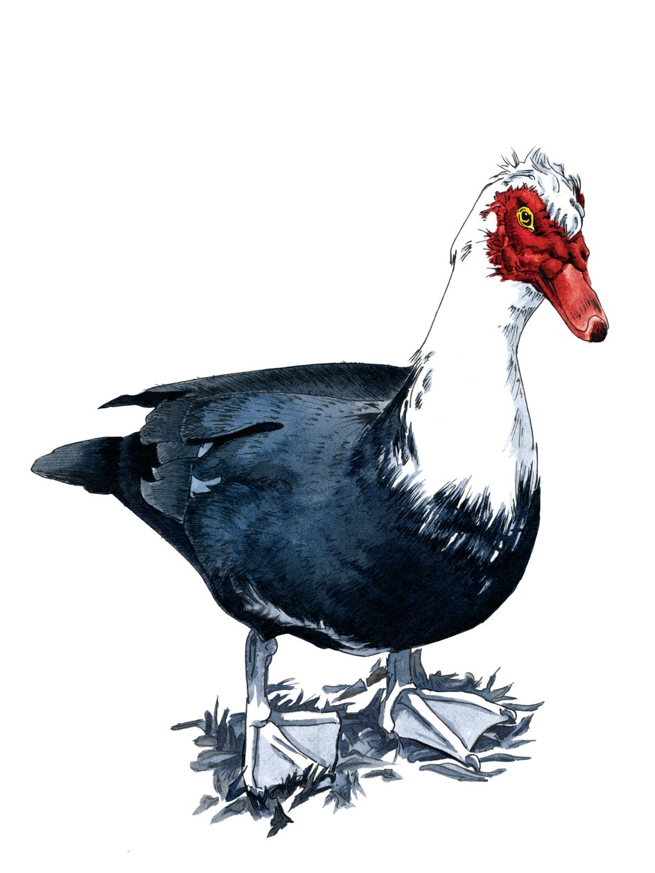 O pato almiscarado em branco, 2020 de Mike Davis