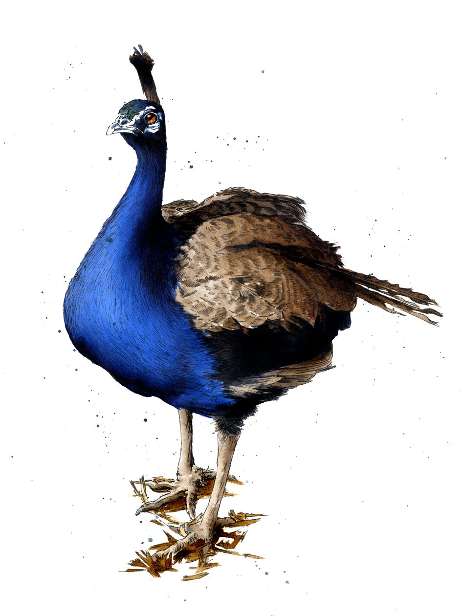The Peacock on White, 2019 de Mike Davis