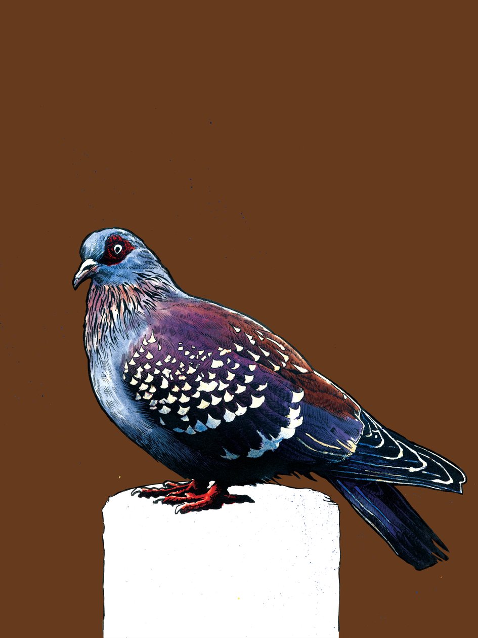 O Pombo em Laranja Queimada, 2020 de Mike Davis
