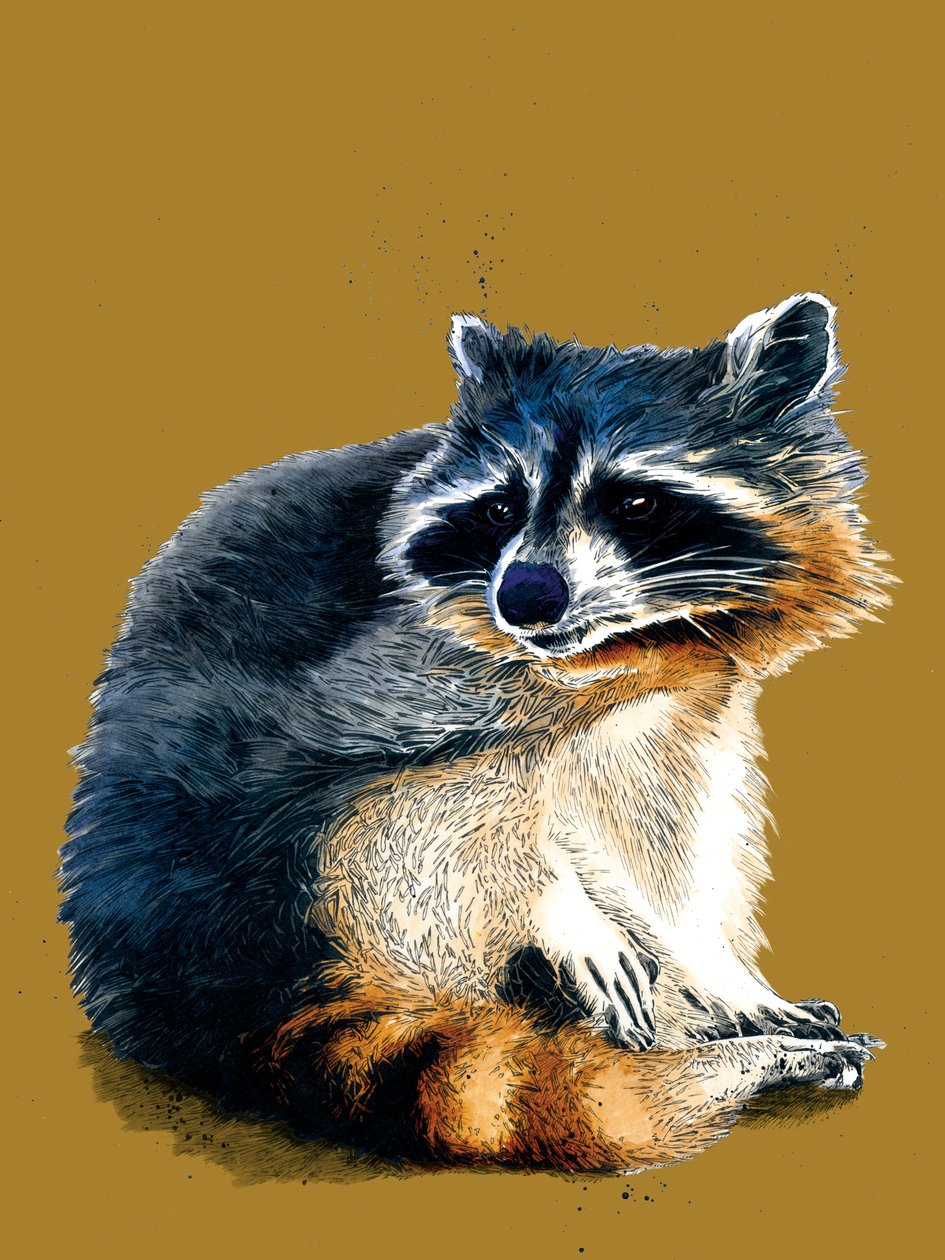 O Raccoon no Amarelo Dourado, 2020 de Mike Davis