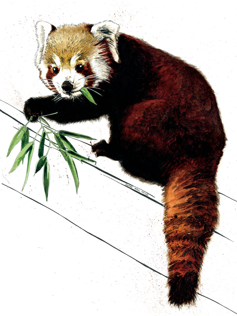 O Panda Vermelho em Branco, 2020 de Mike Davis
