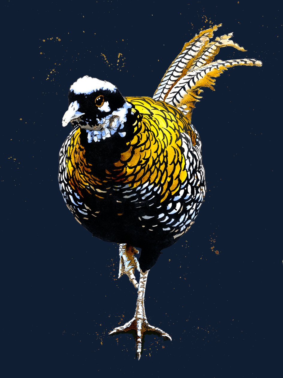 The Reeves Pheasant em Midnight Blue, 2020 de Mike Davis