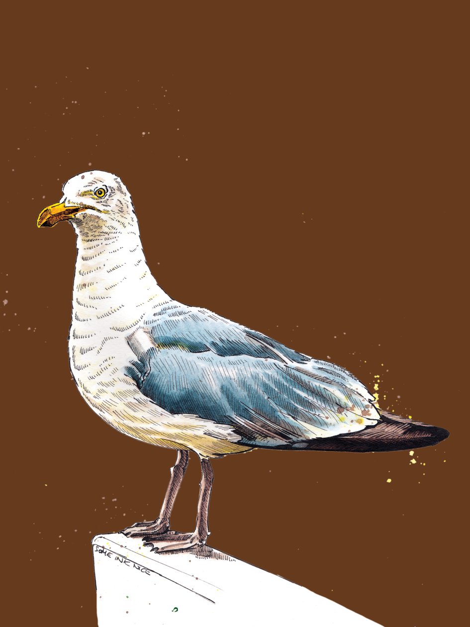 A Gaivota em Laranja Queimada, 2020 de Mike Davis