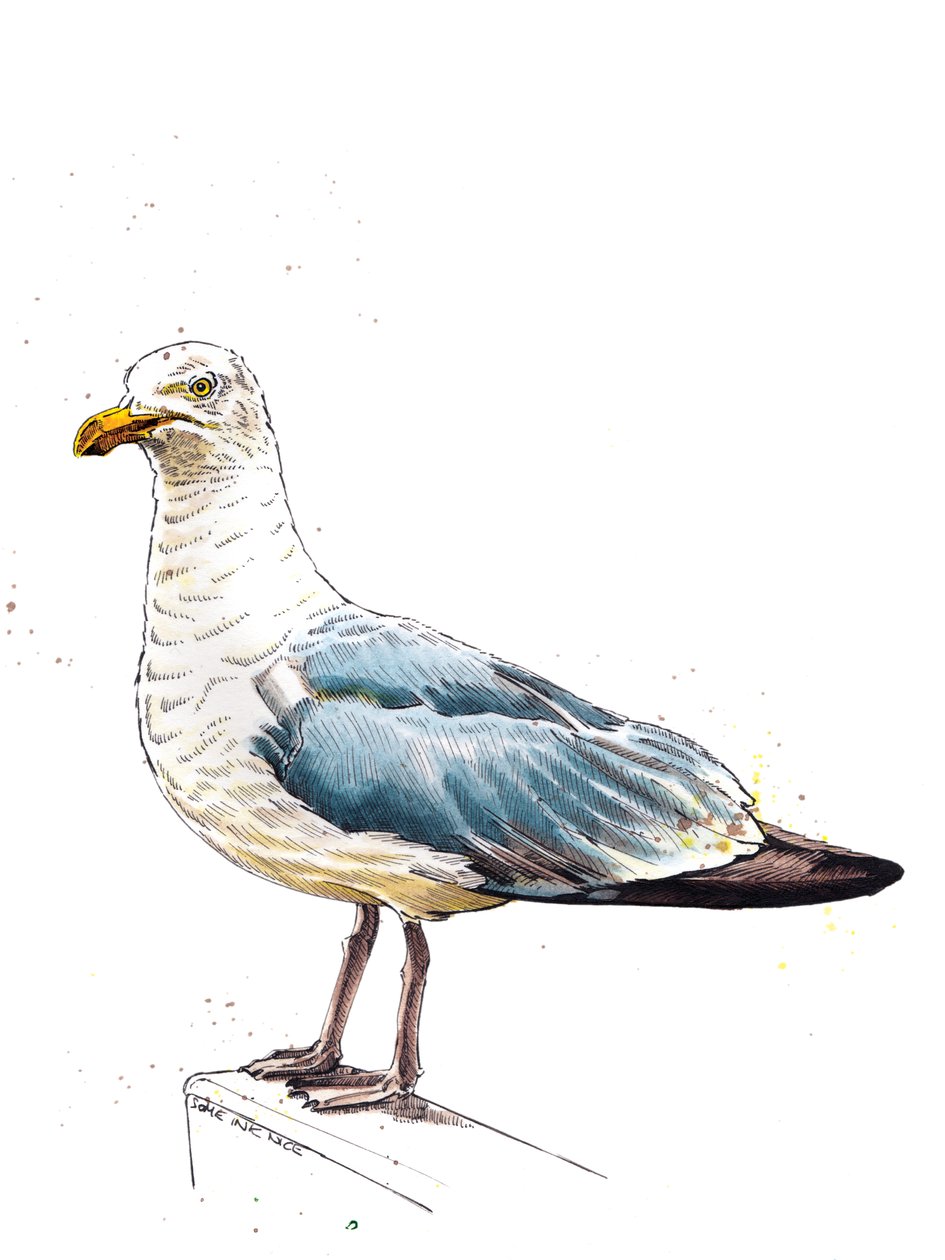 A Gaivota sobre Branco, 2020 de Mike Davis