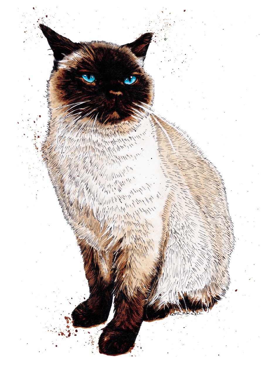 O Gato Siamês sobre Branco, 2020 de Mike Davis