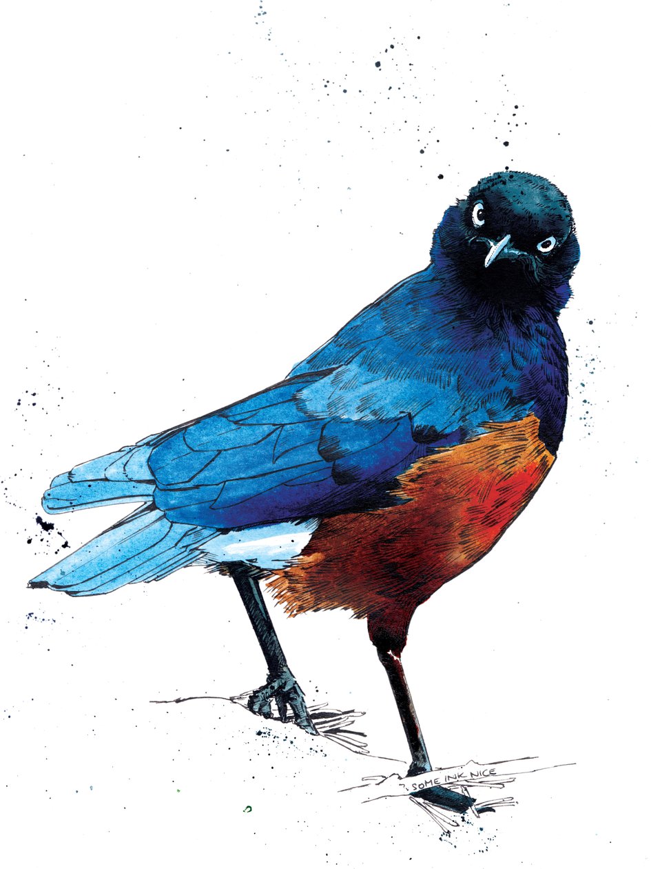 O Superb Starling sobre Branco, 2020 de Mike Davis