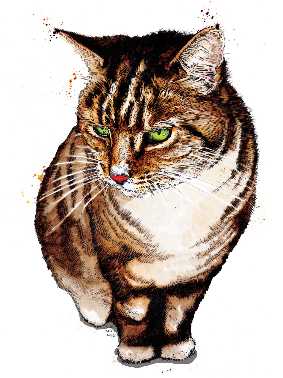 The Tabby Cat on White, 2020 de Mike Davis