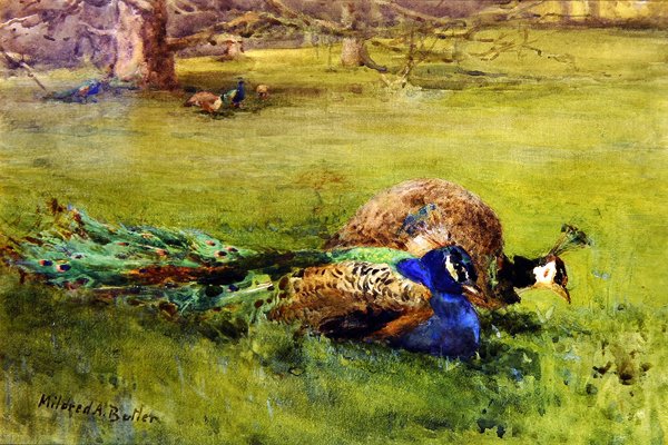 Pavões (aguarela sobre papel) de Mildred Anne Butler