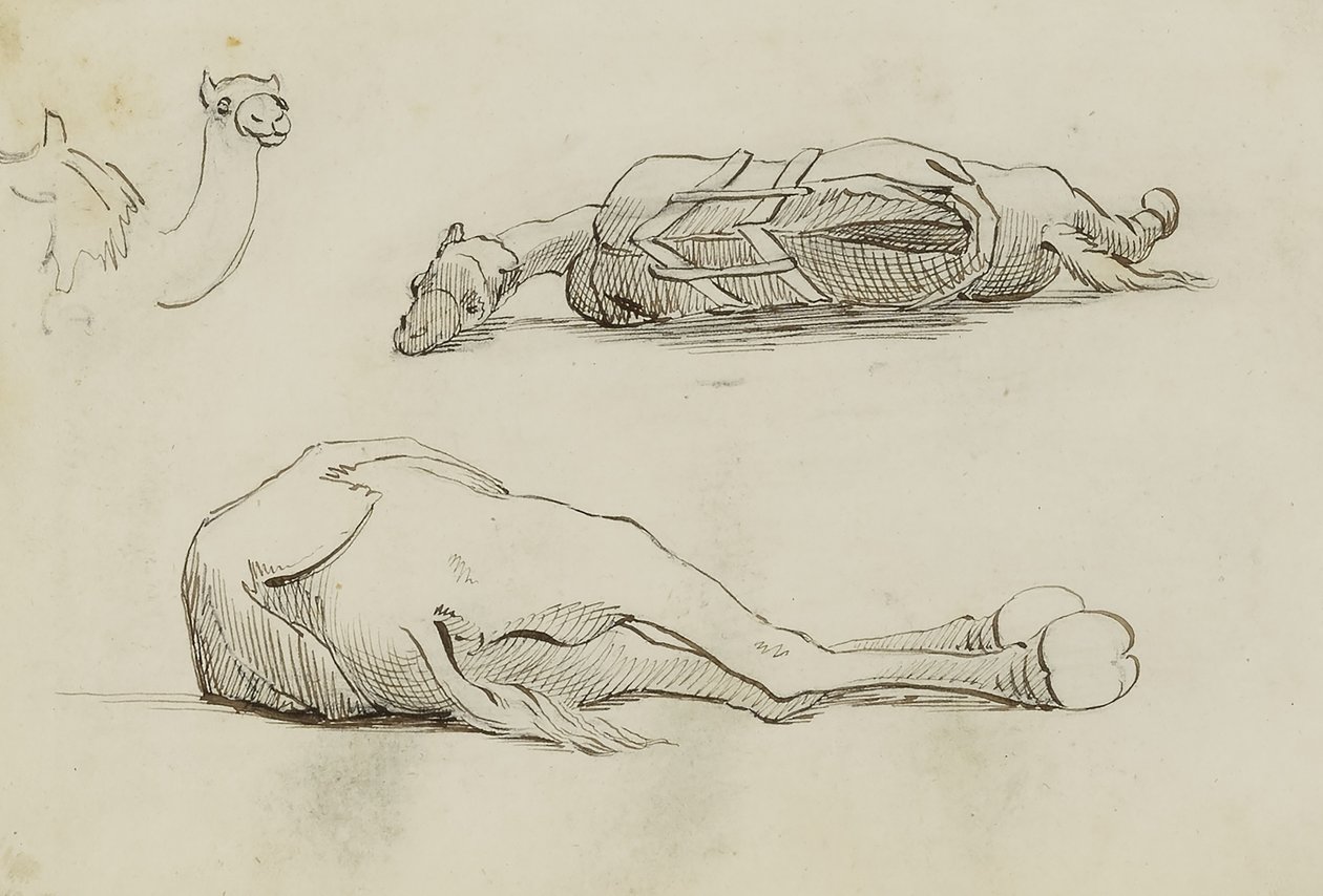 (Camel Studies) de Miner Kilbourne Kellogg
