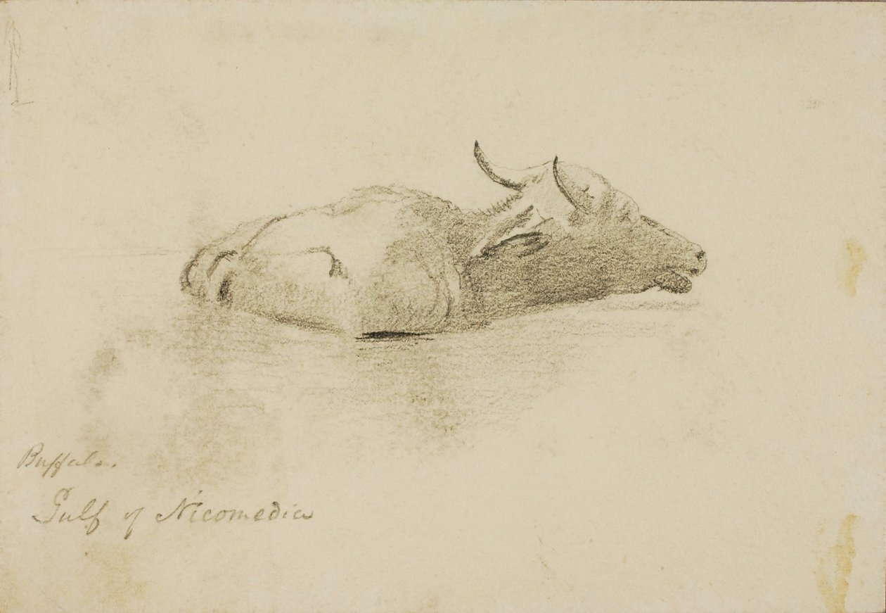 Búfalo, Golfo de Nicomédia de Miner Kilbourne Kellogg