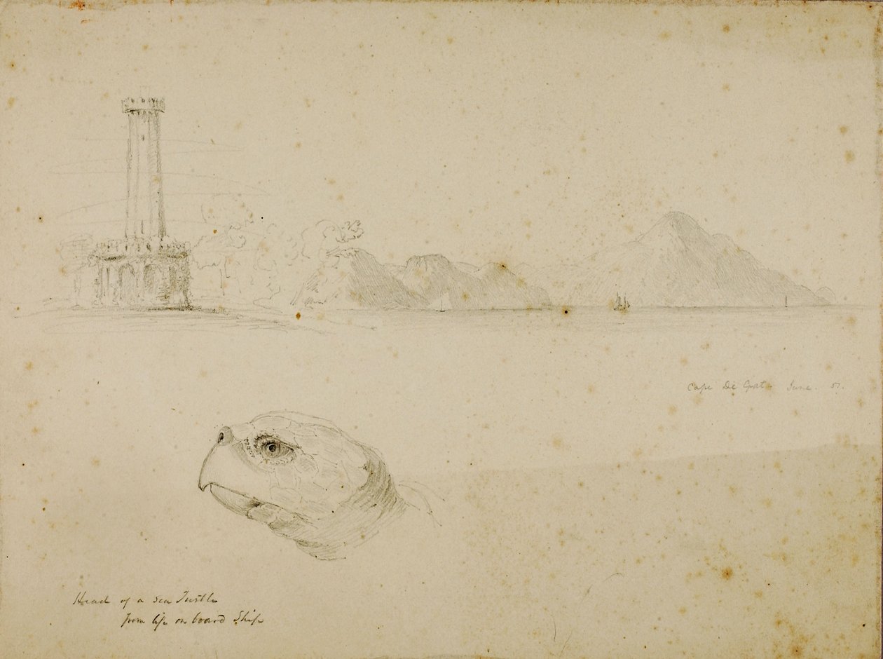 Cabeça de tartaruga marinha de Miner Kilbourne Kellogg