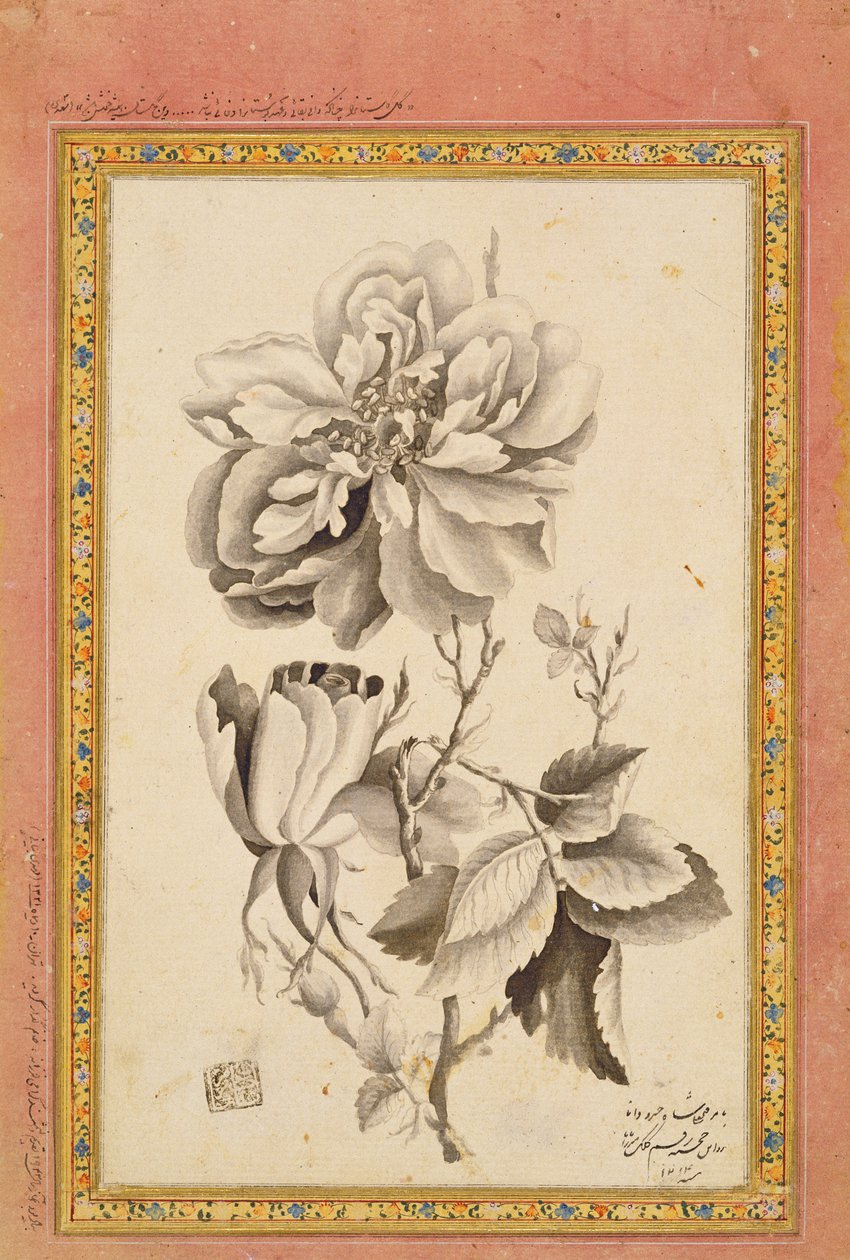 Rose, 1799-1800 (lavagem de tinta no papel) de Mirza Baba