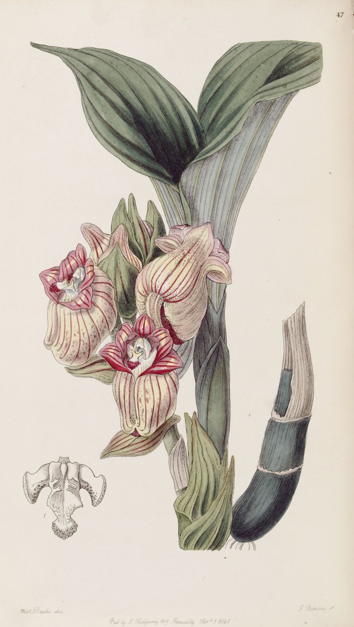 Acanthephippium javanicum (soletrado Acanthophippium javanicum) de Miss Drake